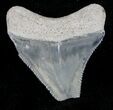 Bargain, Serrated Bone Valley Megalodon Tooth #21580-1